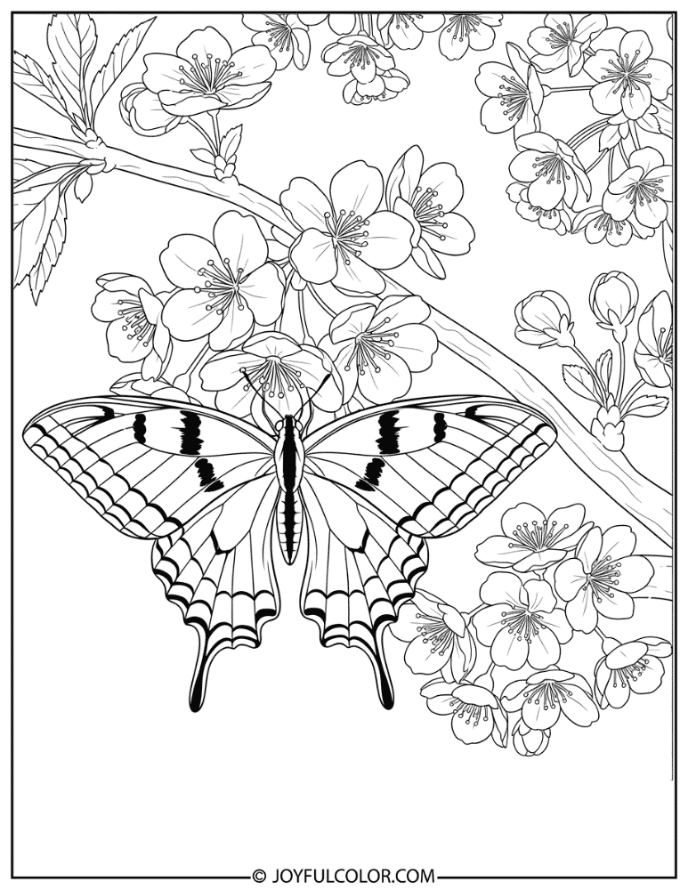 Swallowtail Butterfly on Cherry Blossoms Coloring Page