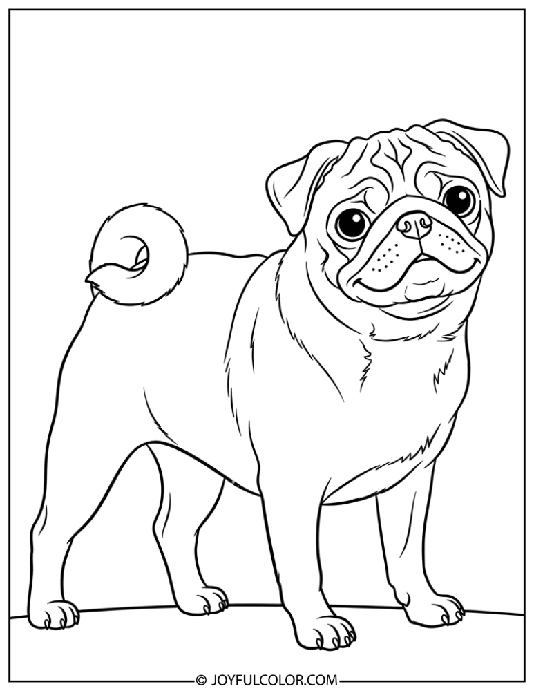 Tail Curled Pug Coloring Page