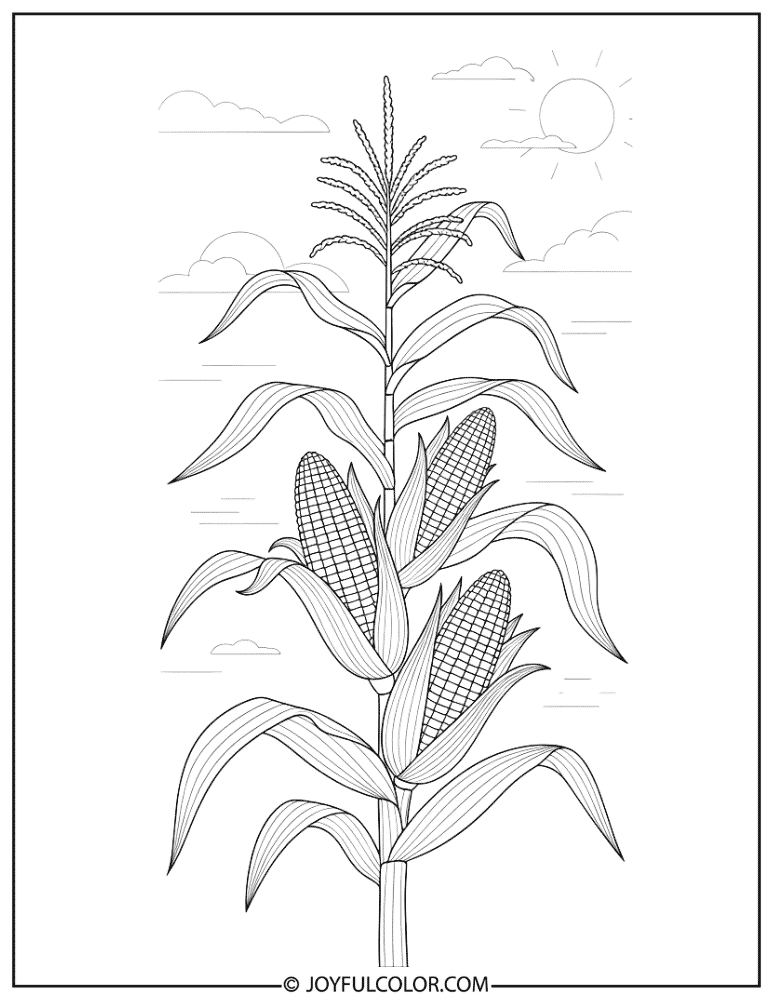 Tall Corn Stalk Coloring Page
