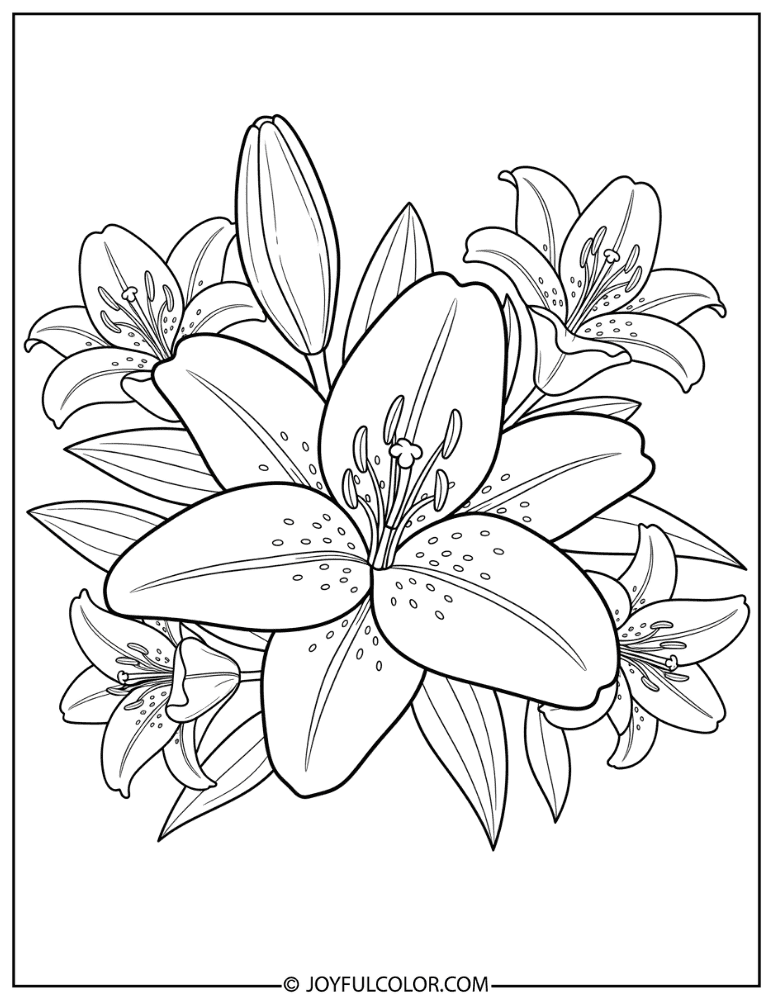 Thick Line Lily Flower Coloring Page