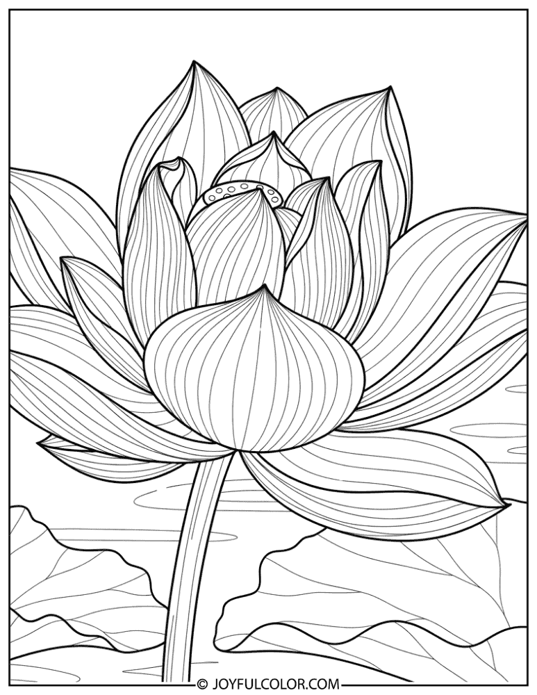 Thick-Line Lotus Flower Coloring Page