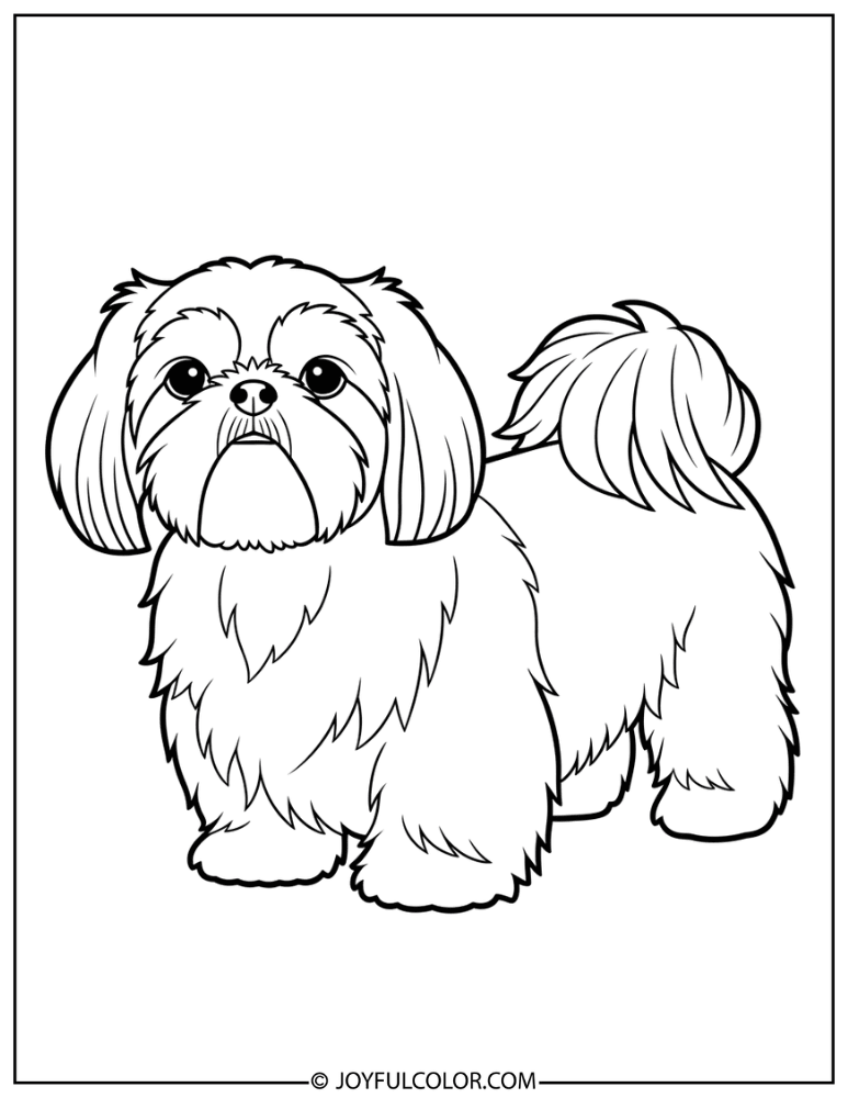 Thick Line Shih Tzu Coloring Page