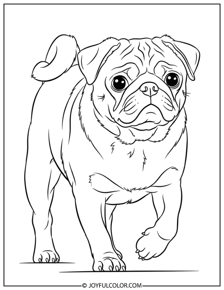Walking Pug Coloring Page